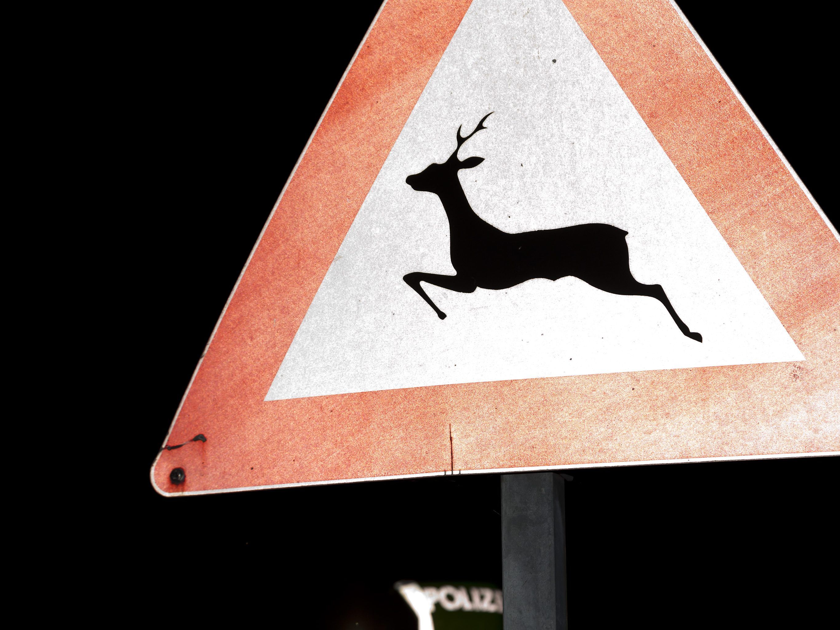 270 Wildtiere fielen dem Straßenverkehr zum Opfer.