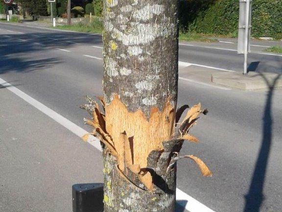 Einer der beschädigten Bäume an der Bundesstraße in Rankweil.