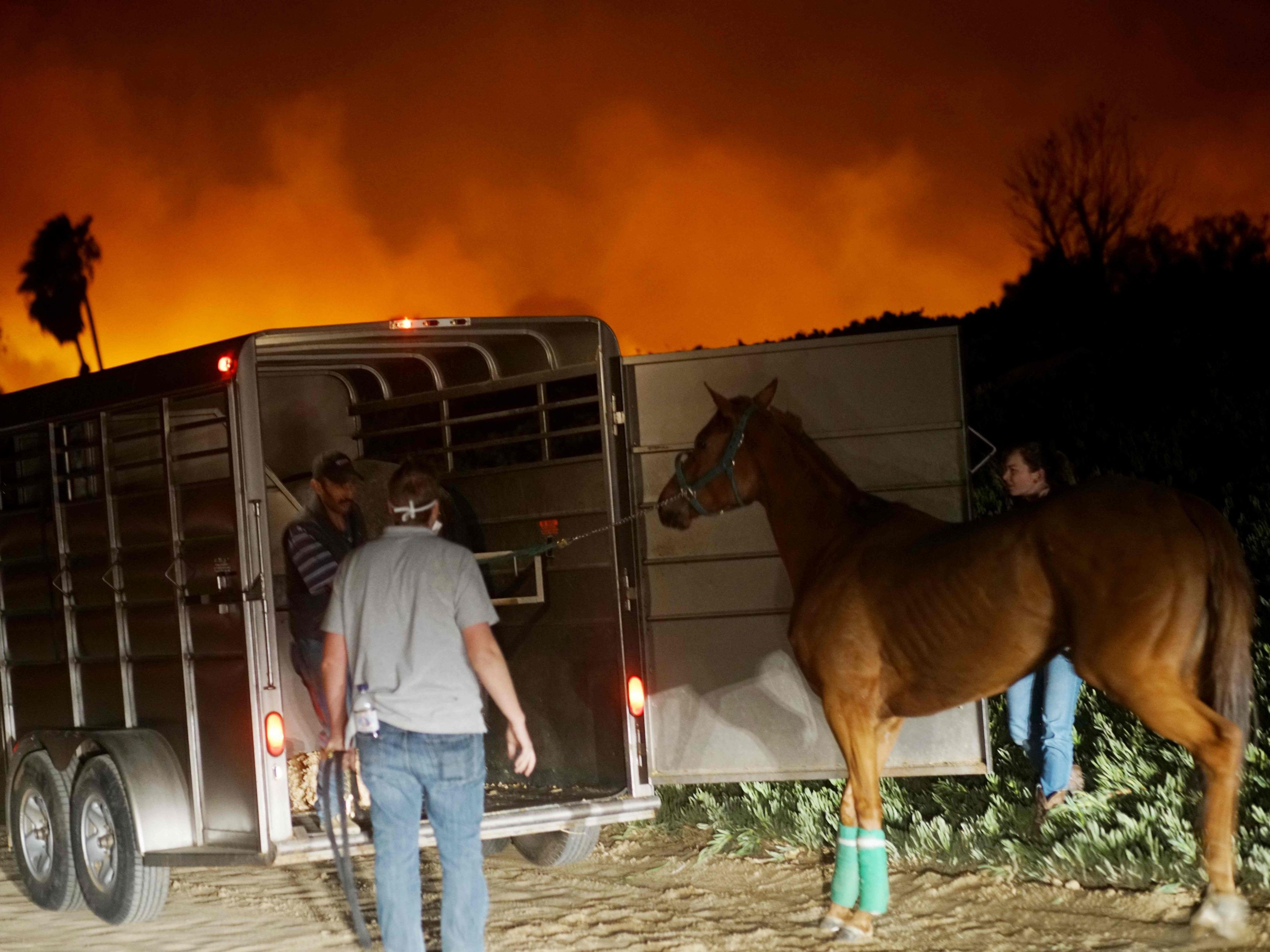 Besitzer versuchen ihre Pferde vor dem Feuer in Sicherheit zu bringen.