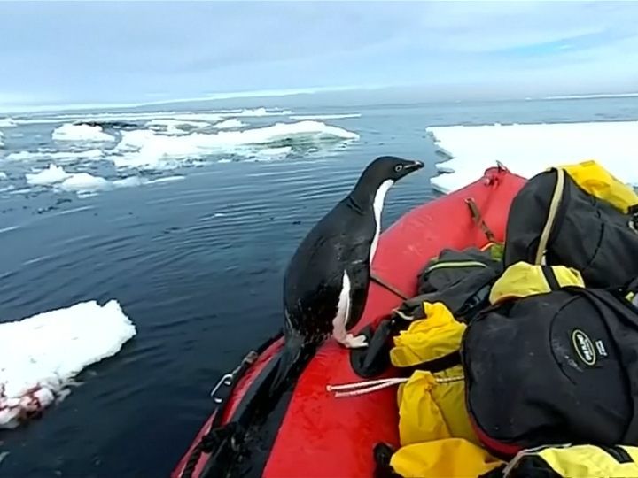 Australische Antarktis-Forscher bekamen Besuch auf ihrem Schlauchboot.