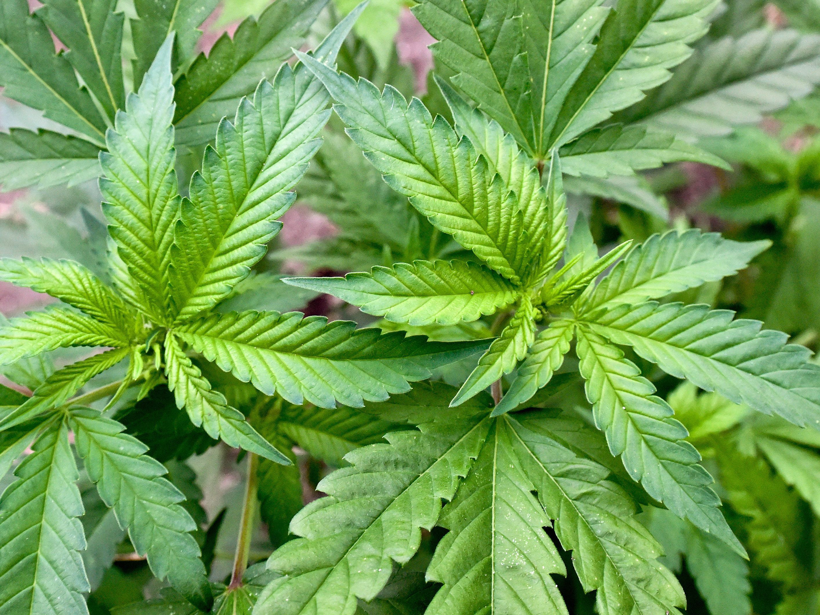 CBD-Produkte aus Vorarlberg - HANAFSAN PopUp-Store eröffnet in Götzis