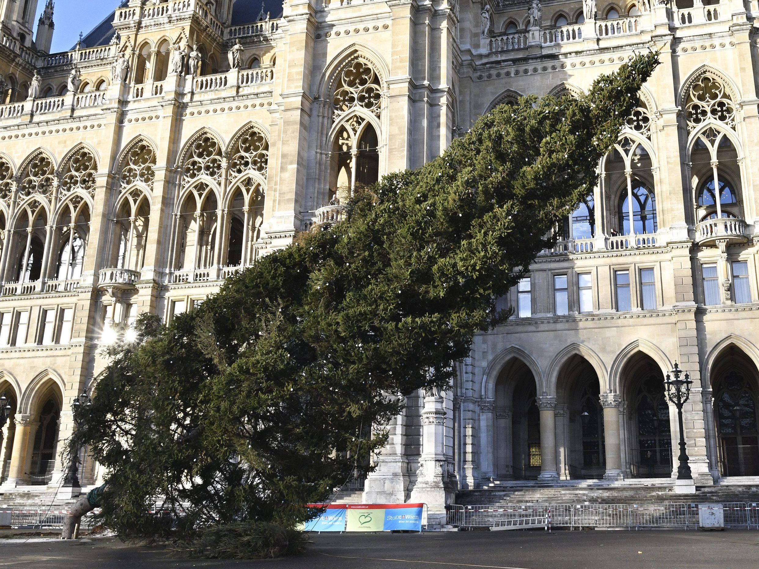 Am Freitag wurde der Christbaum vor dem Wiener Rathaus gefällt.