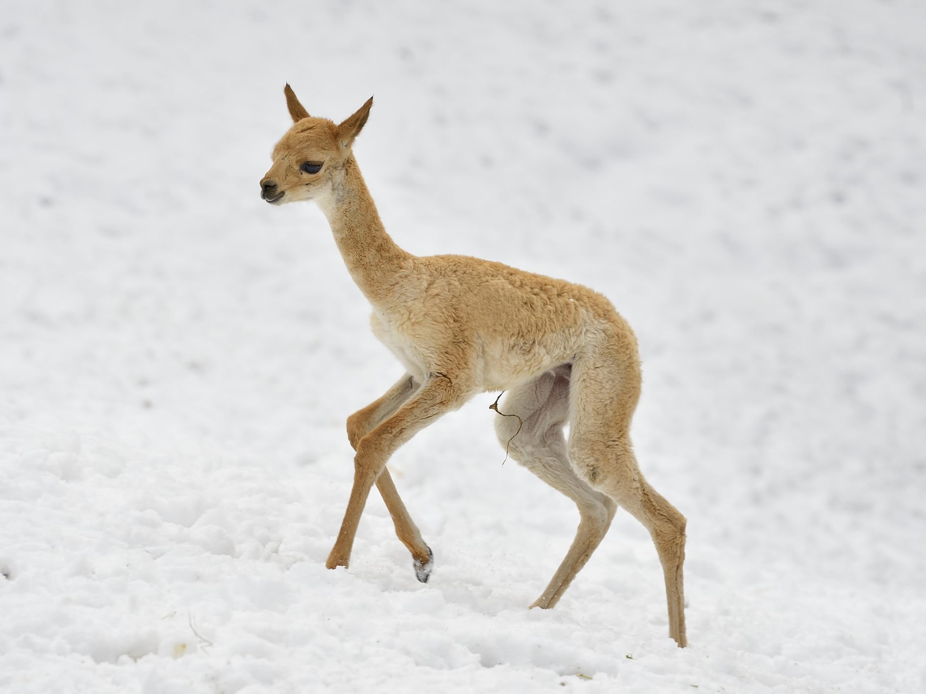 Das junge Vikunja flitzt in Schönbrunn duch dne Schnee.