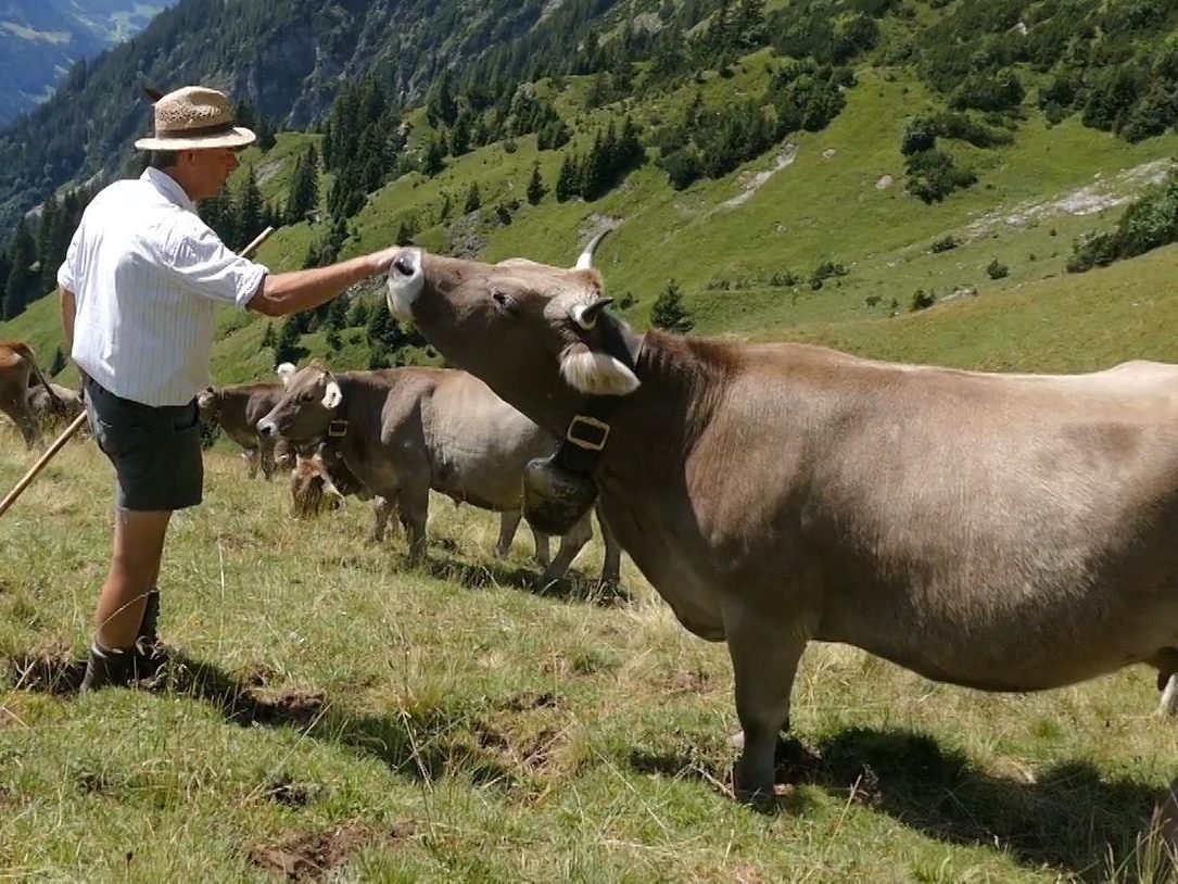Vorarlberg Bauern investierten kräftig.