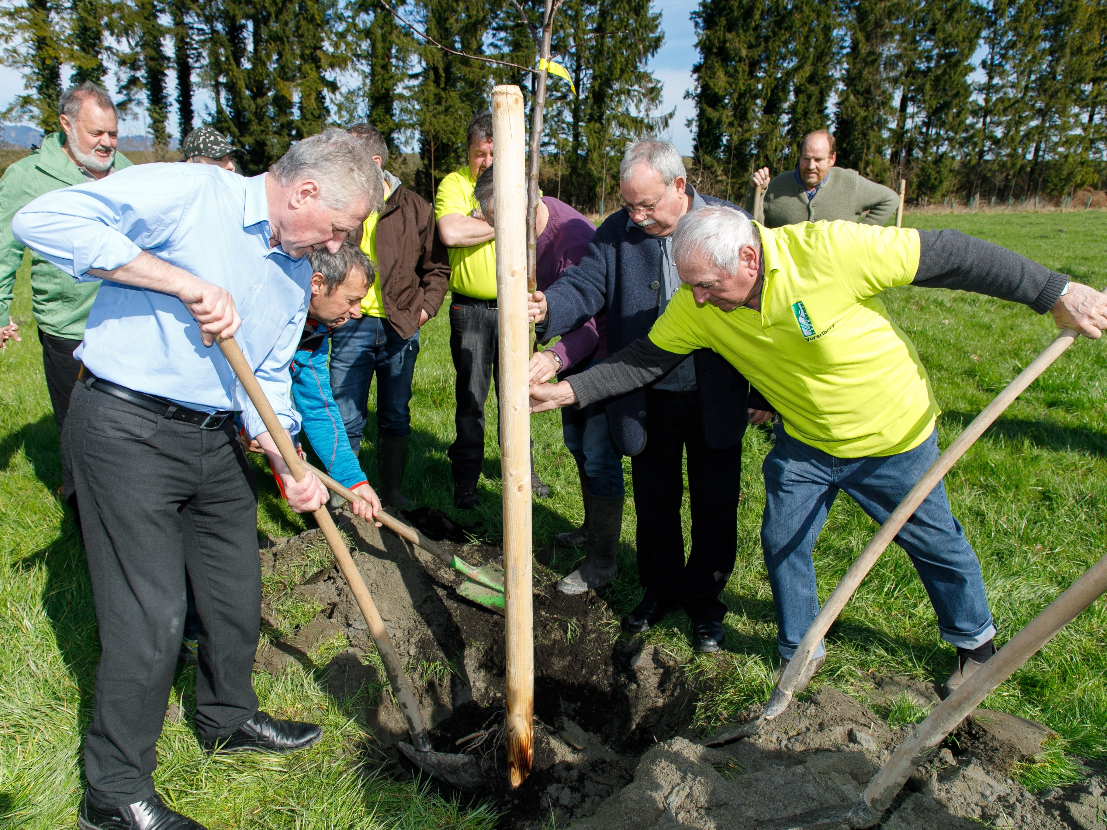 Landesrat Erich Schwärzler hilft, einen von 1000 neuen Obstbäumen für Vorarlberg zu pflanzen.