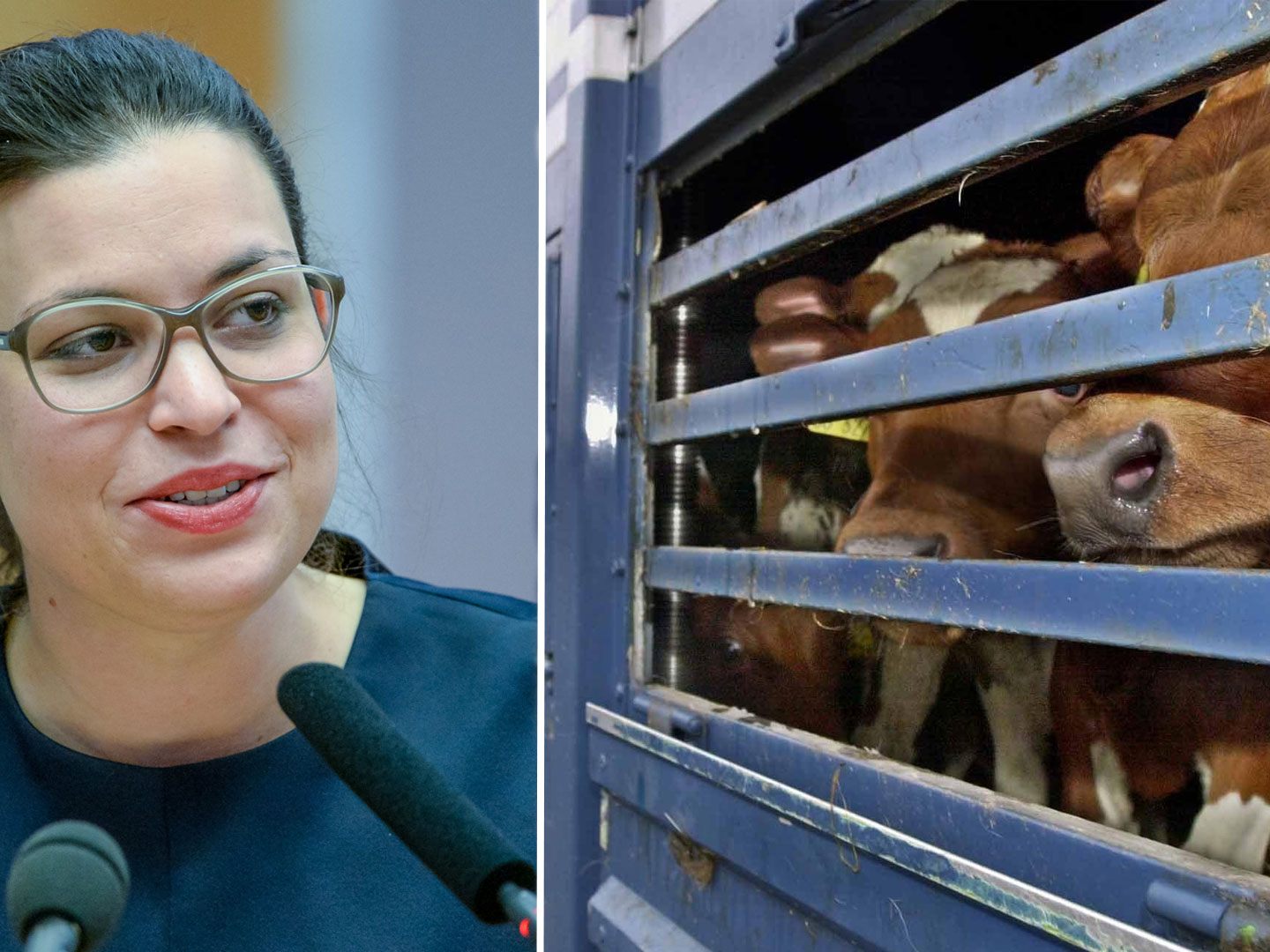 Die Vorarlberger Grünen fordern eine Aufklärung zu den aufgedeckten Tiertransporten.