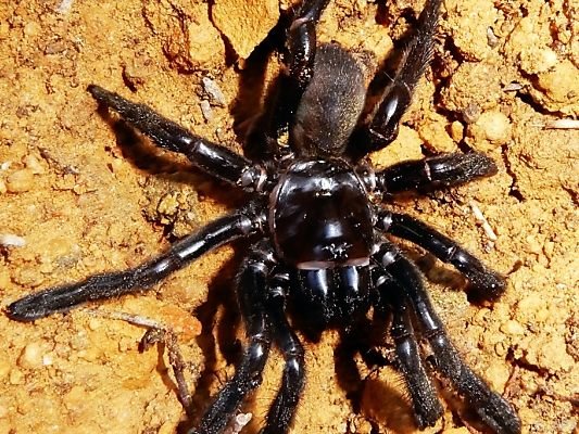 Die Spinne wurde 43 Jahre alt