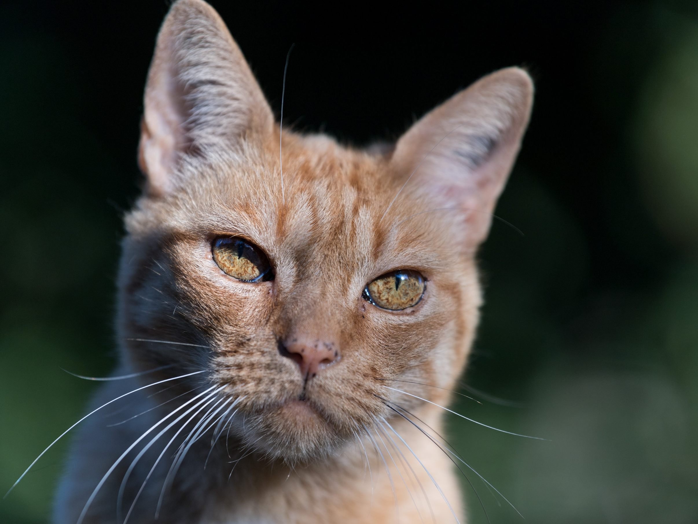 Acht Katzen werden bereits vermisst.
