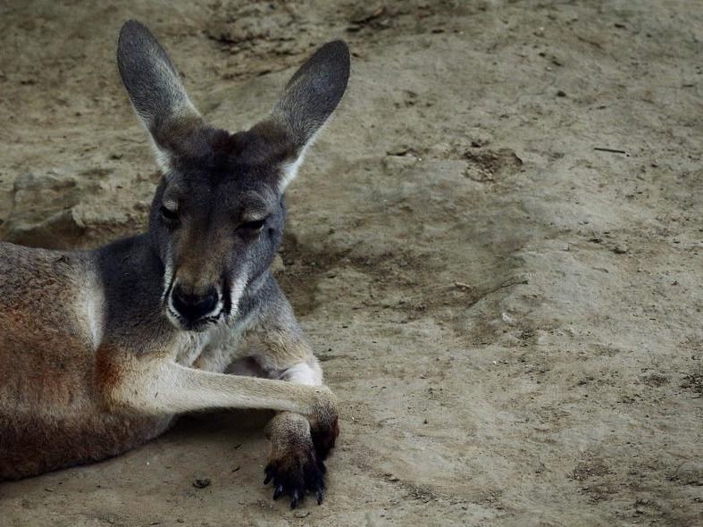 Weiteres Beuteltier verletzt - Zoos in China kaum reguliert