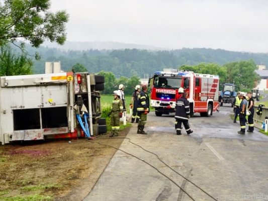 Einige der Schweine überlebten den Unfall verletzt