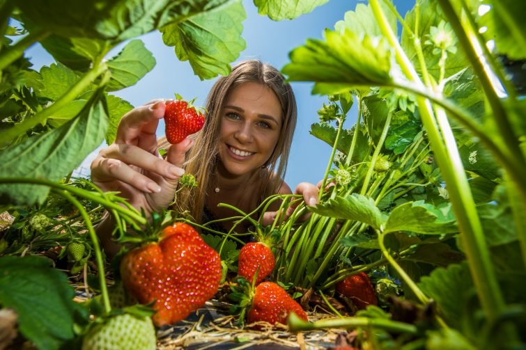 Auf den Ländle-Feldern gibt es jetzt Erdbeeren satt.
