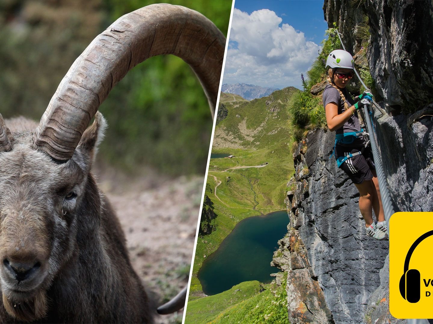 Der Steinbock bekommt sowohl Sommer wie Winter immer mehr Besuch.