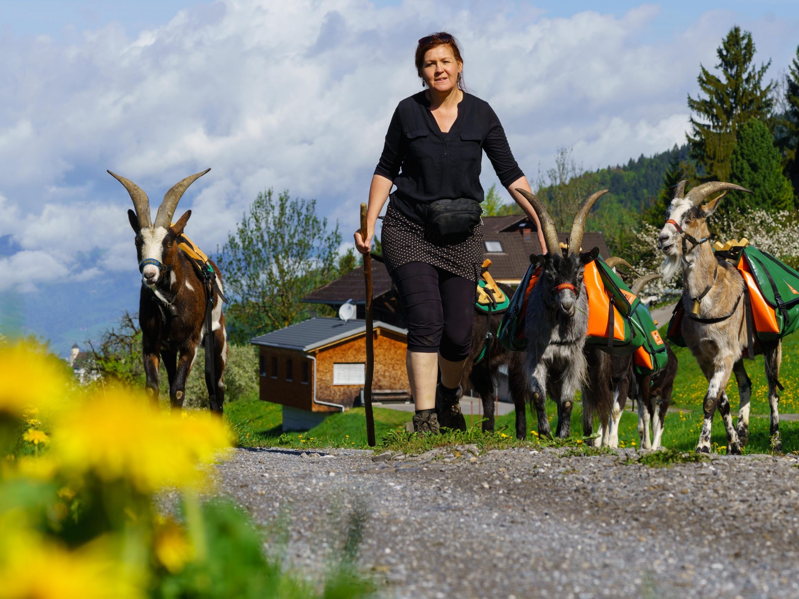 Drei Jahre lang hat Barbara Bilz sechs Hornträger zu Packziegen und Wanderbegleitern ausgebildet.