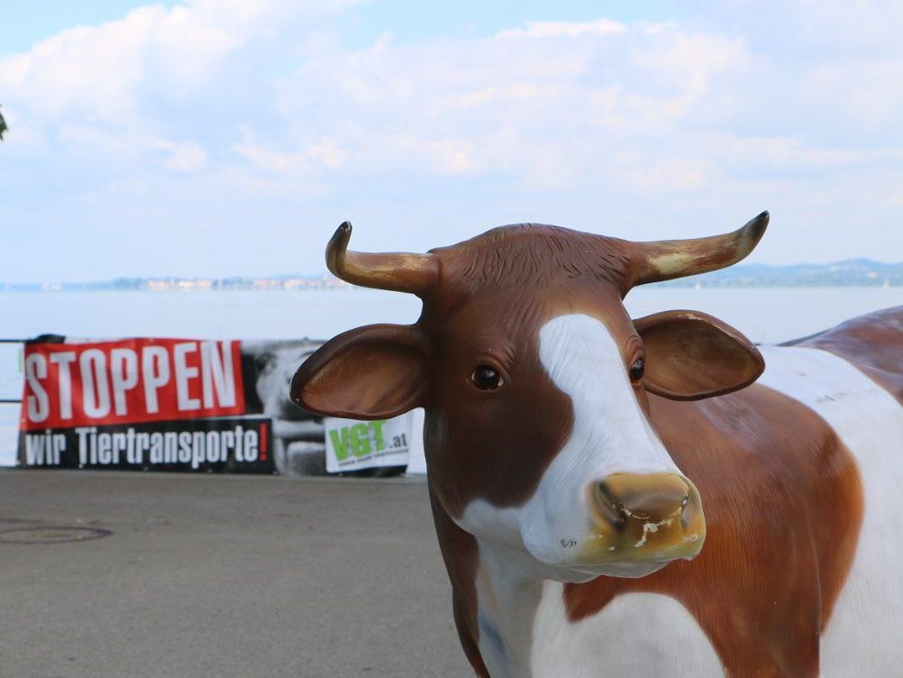 Tierschützer protestierten am Bodenseeufer gegen Kälbertransporte.