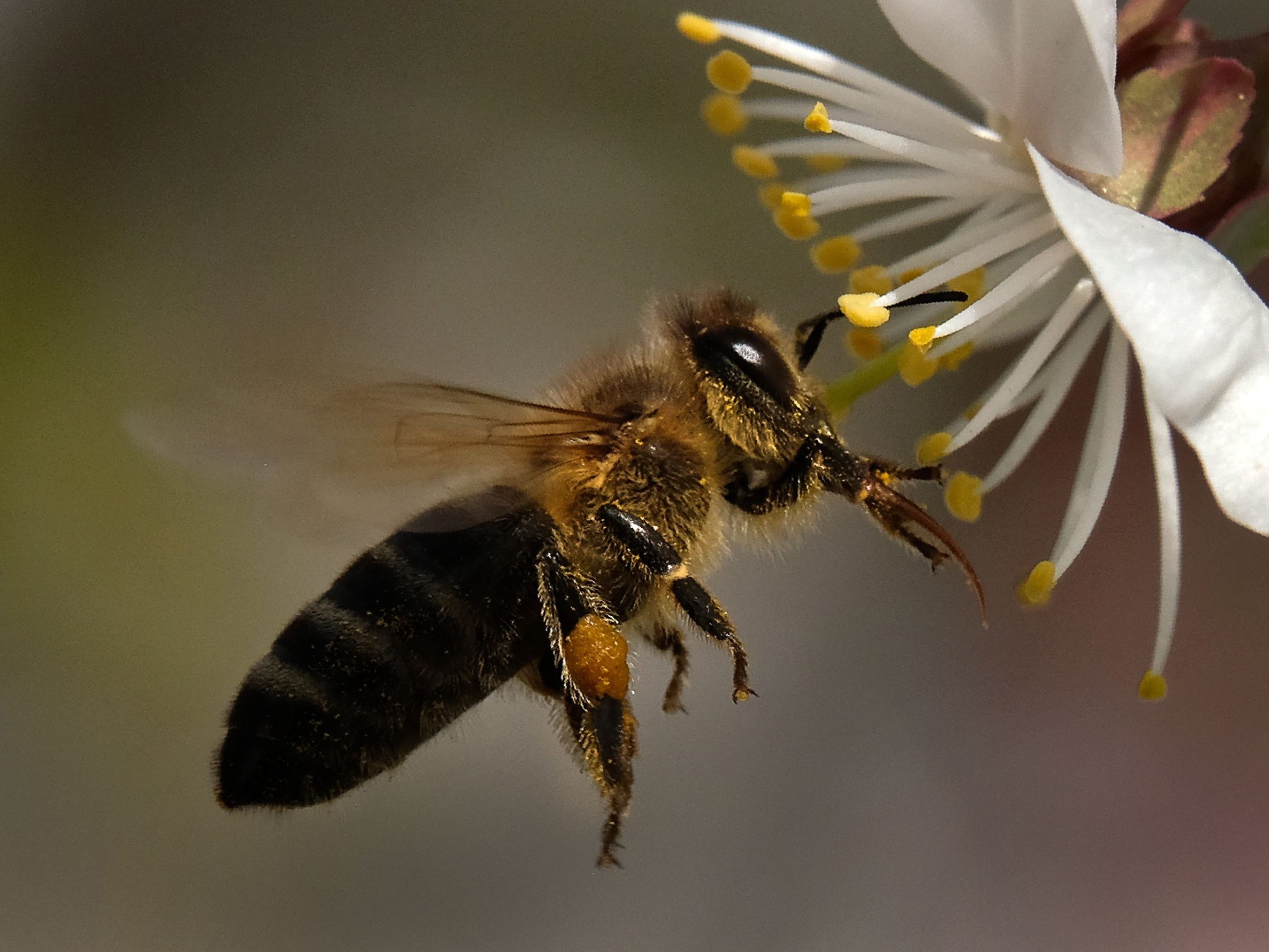Ländle-Bienen: Teils dramatische Ausfälle.