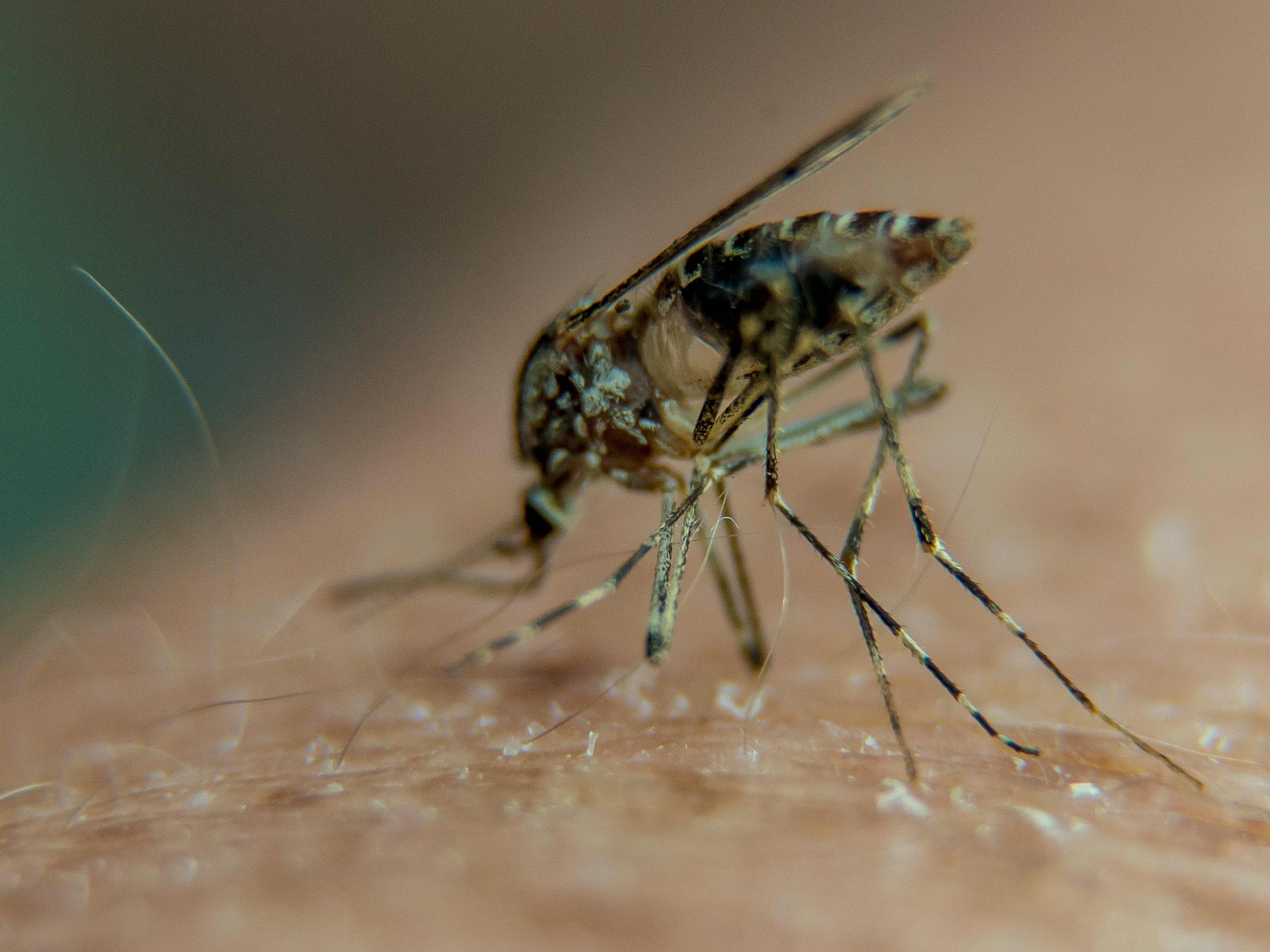Nerven vor allem im Sommer: Stechmücken.