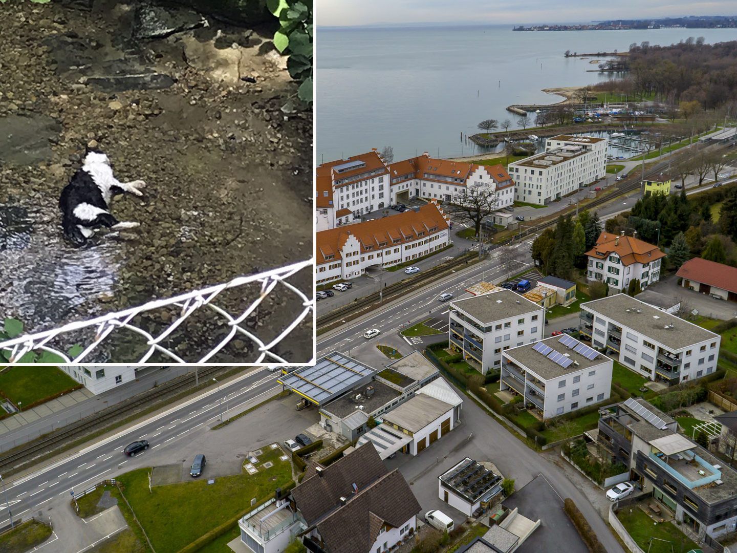 In Lochau wurde erneut eine ertränkte Katze gefunden.