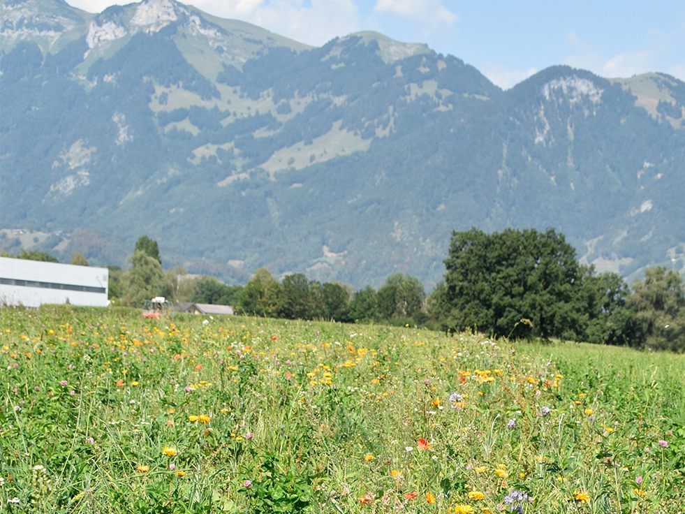 Blühfläche im südlichen Bereich des Unteren Petzlernwegs in Rankweil