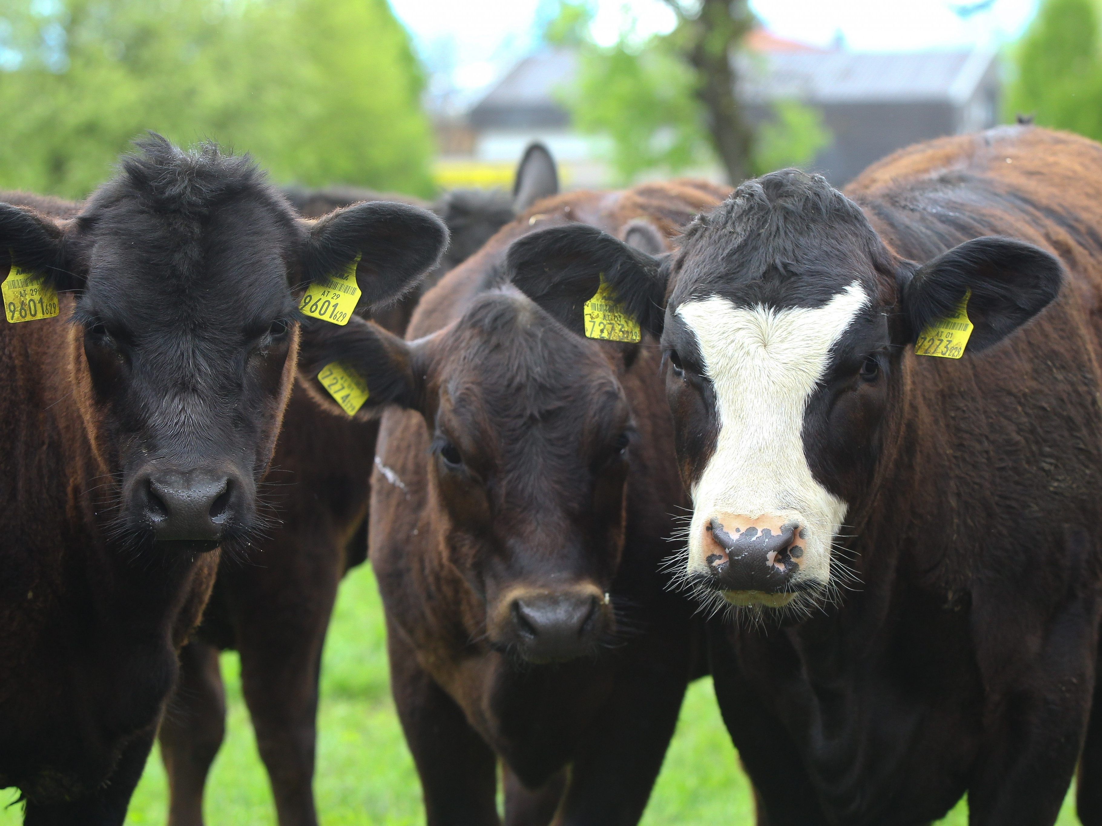 Ein Maßnahmenpaket mit rund 7,5 Millionen Euro als landwirtschaftliche Leistungsabgeltung wurde bewilligt.