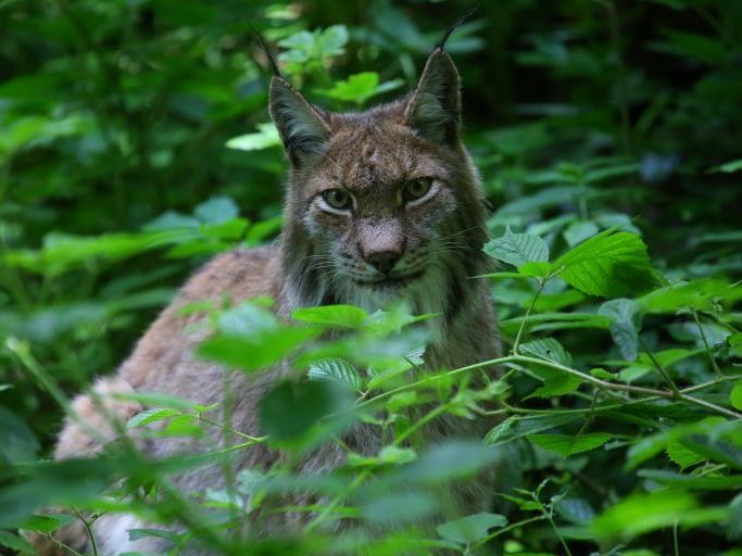 Wer den Luchs entdecken will, sollte sich etwas Zeit nehmen.