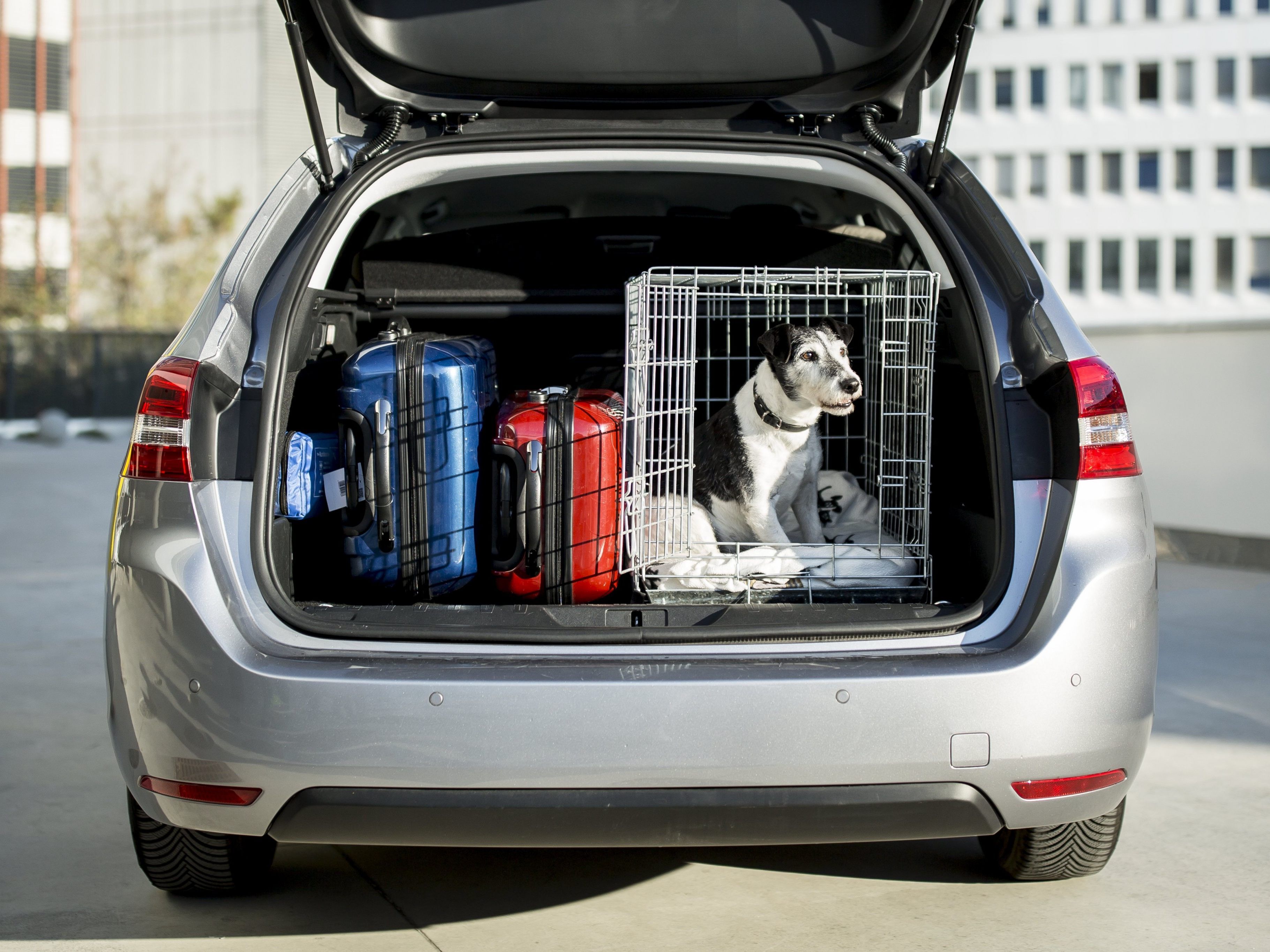 Diese Tipps sollten Sie beachten, wenn Sie mit dem Hund auf Reisen gehen.