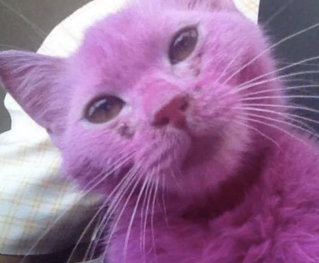cat-pink-bahrain