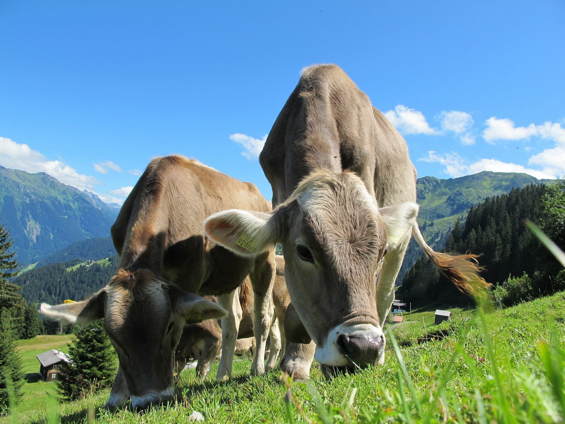 Trockenheit: Auch Alpabtrieb keine Lösung.