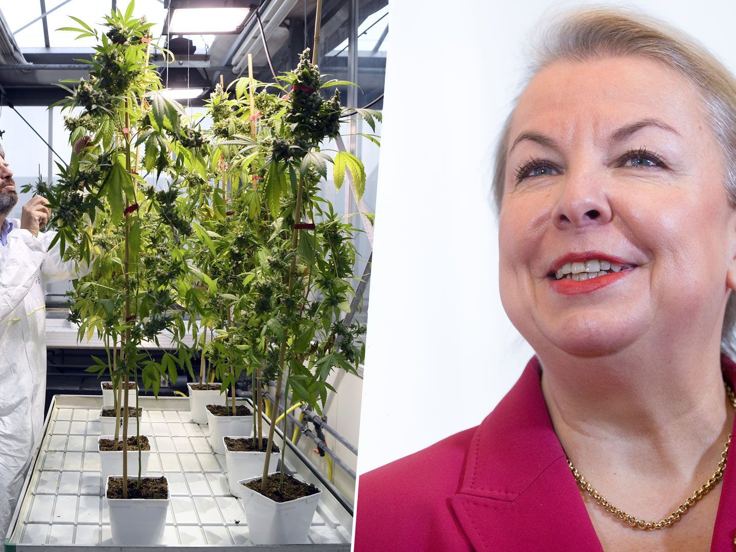 Politisch verantwortlich für die Hanfplantagen ist Beate Hartinger-Klein.