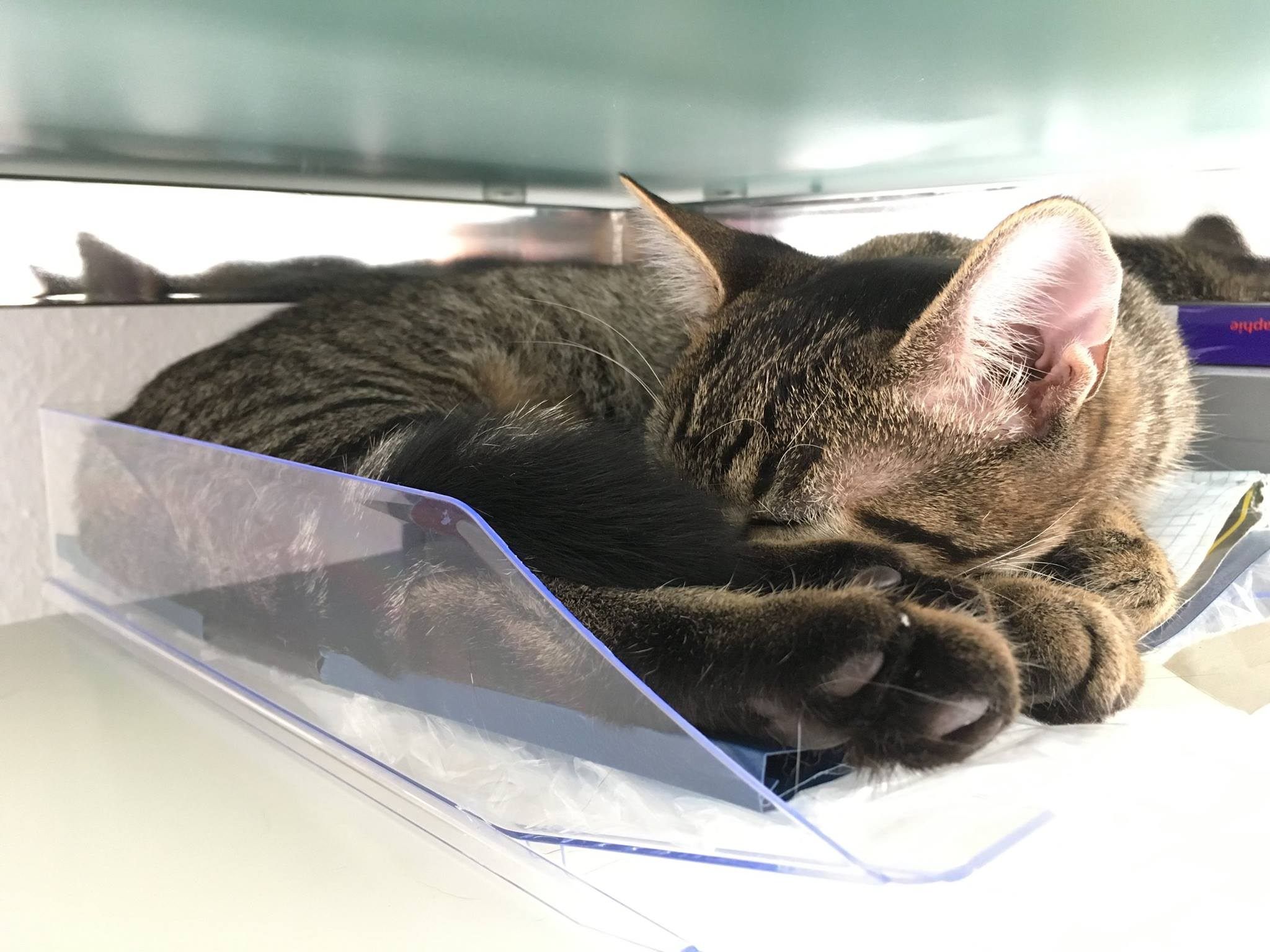 Heute ist Weltkatzentag. Der Hashtag #WorldCatDay steht auf Twitter hoch im Kurs.
