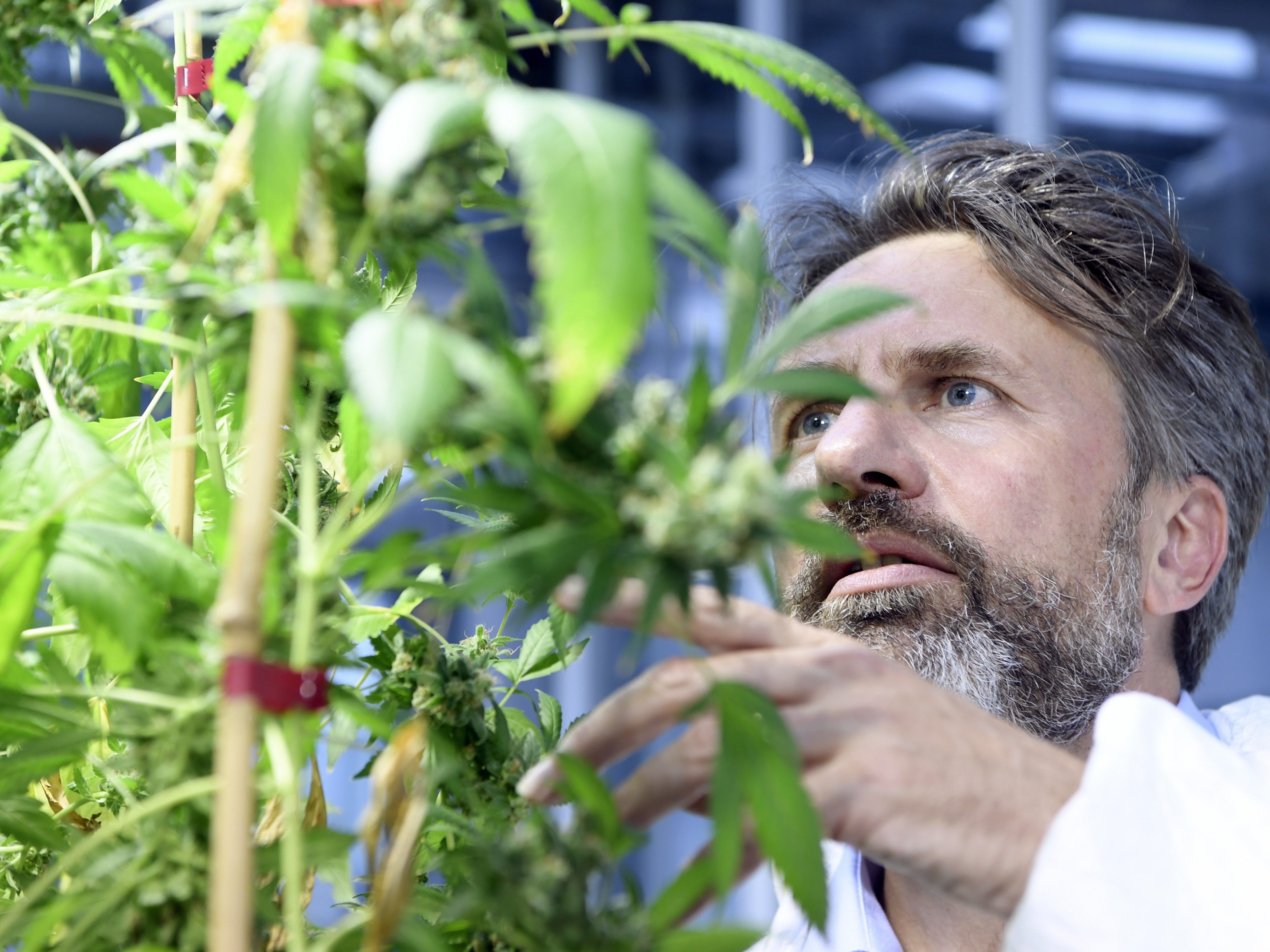 CANNABIS-PRODUKTION DER AGENTUR FÜR GESUNDHEIT UND ERNÄHRUNGSSICHERHEIT
