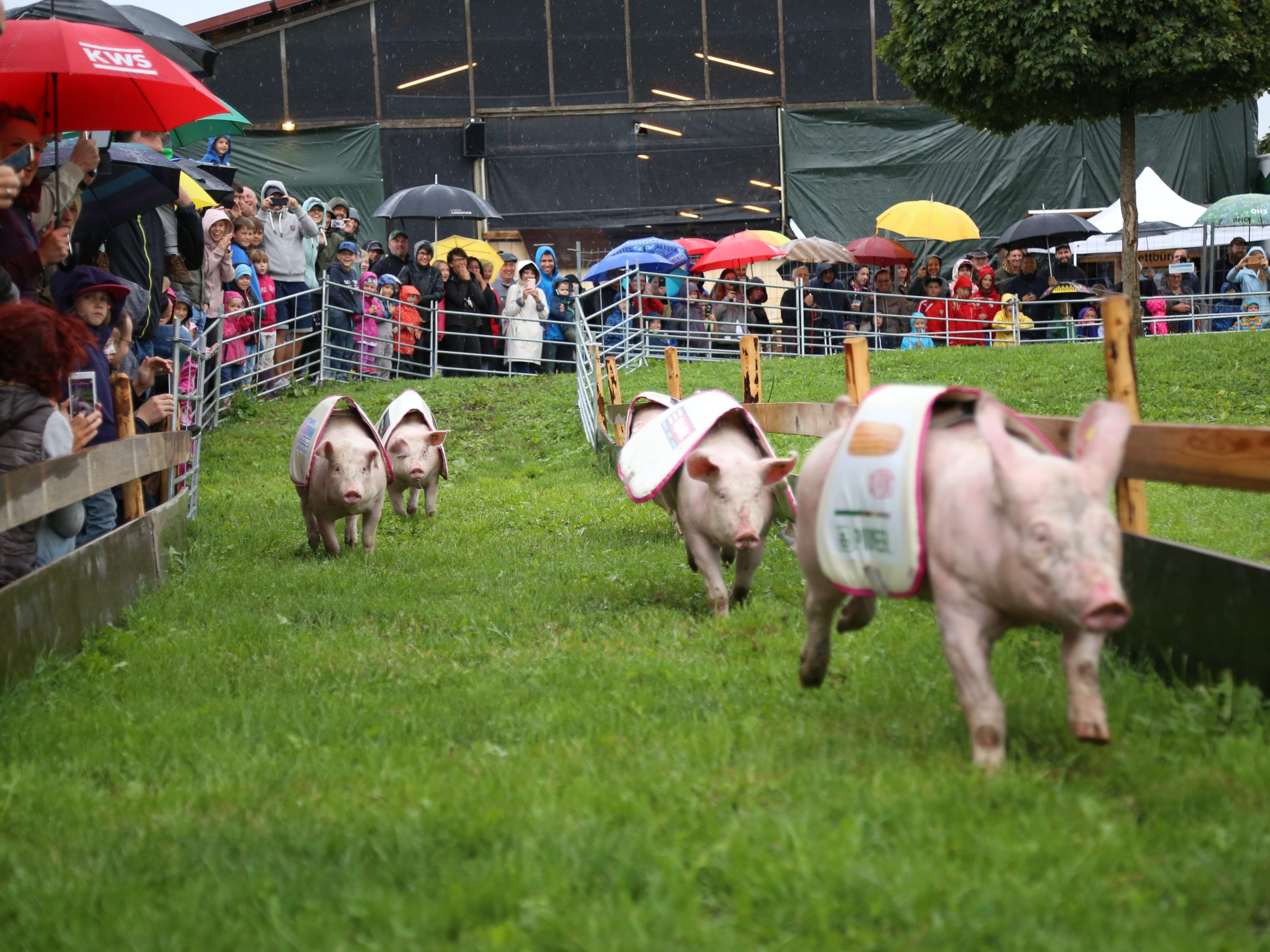 Die 15 Rennschweine sorgten bei insgesamt fünf Rennen für viel Action und Spaß auf der 80 Meter langen Strecke.