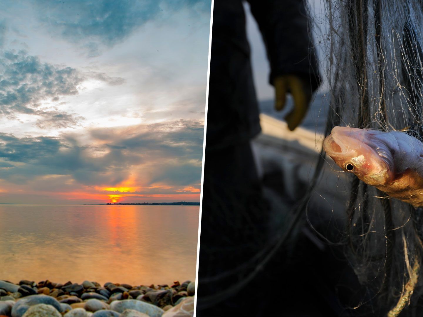 Die Hitze führt zu einem Sauerstoffmangel im Bodensee, der für die Fische gefährlich werden könnte.