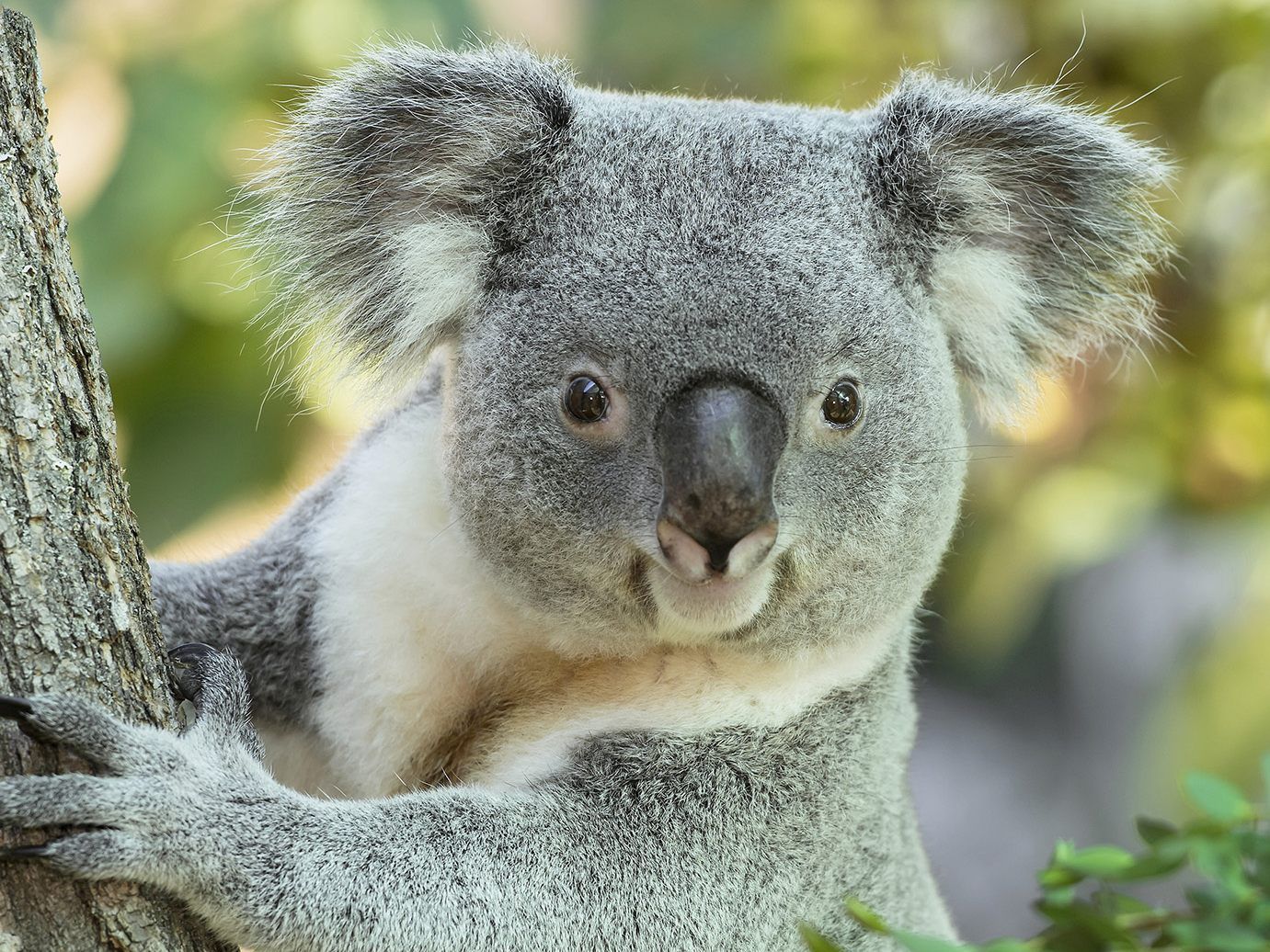 Der Tiergarten Schönbrunn baut nun eigens zehn Eukalyptus Arten für das Koalamännchen WIrri Wirri an.