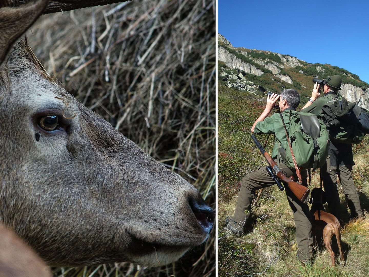 Die Jäger wollen künftig genauer wissen, wie viele Tiere es gibt.
