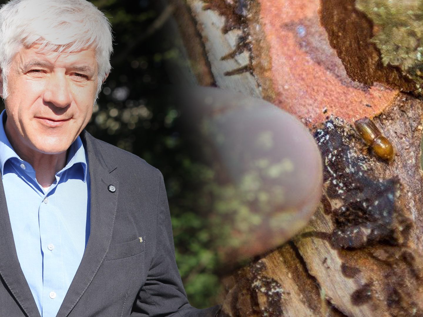 Thomas Ölz, Forstwirtschaftssprecher bei der Landwirtschaftskammer, berichtet von einer Borkenkäferplage im Walgau.