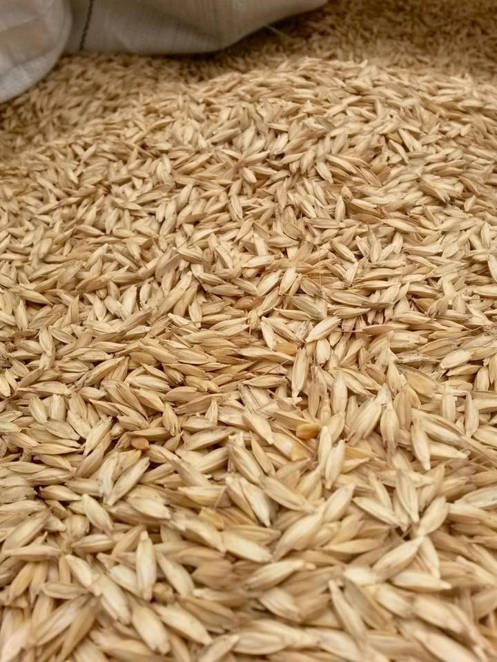 Das Einkorn ist eine der ältesten Getreidearten.