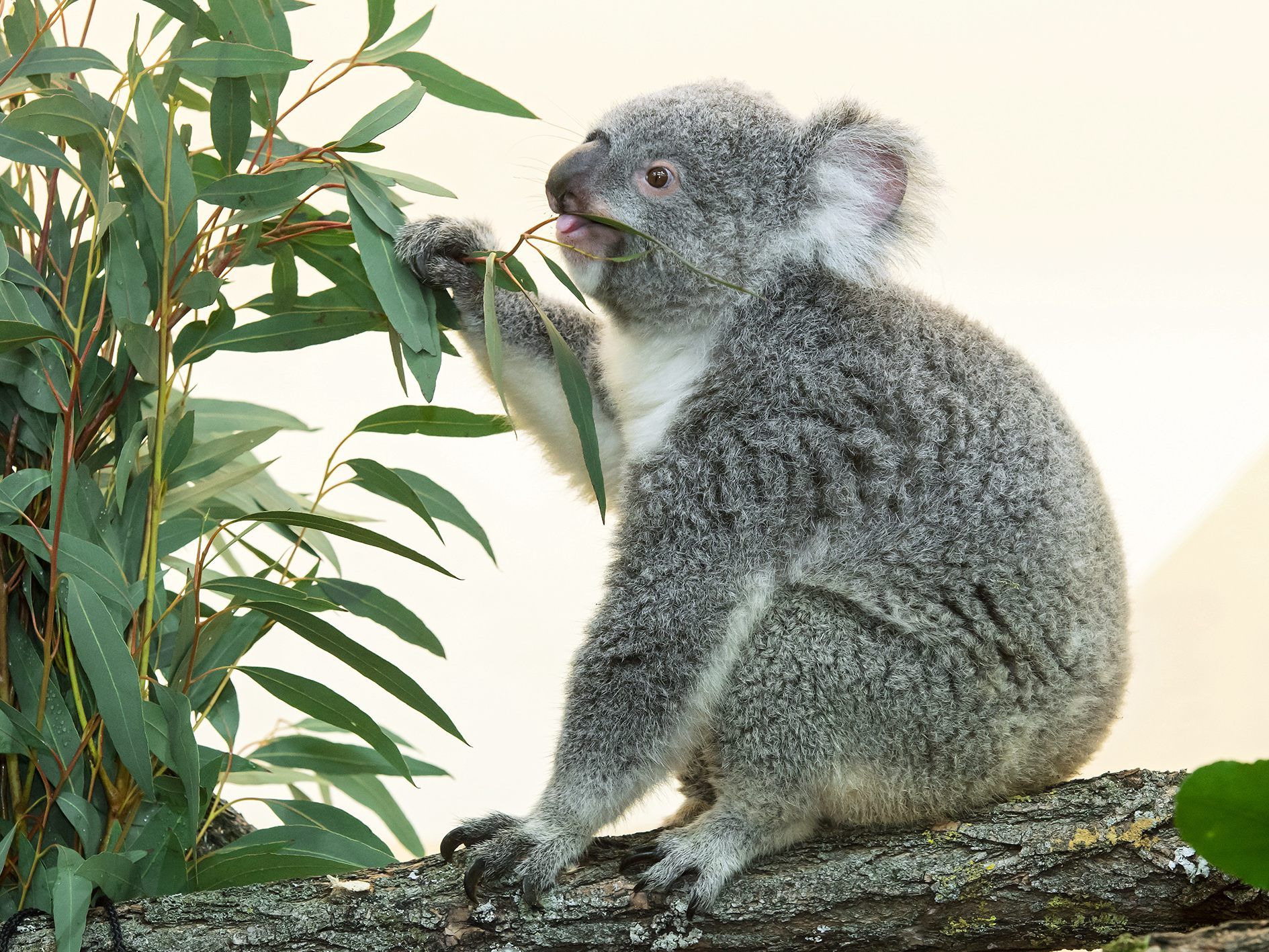 Das Koala-Weibchen Bunji erkundet bereits ihre neue Umgebung im Wiener Tiergarten Schönbrunn.