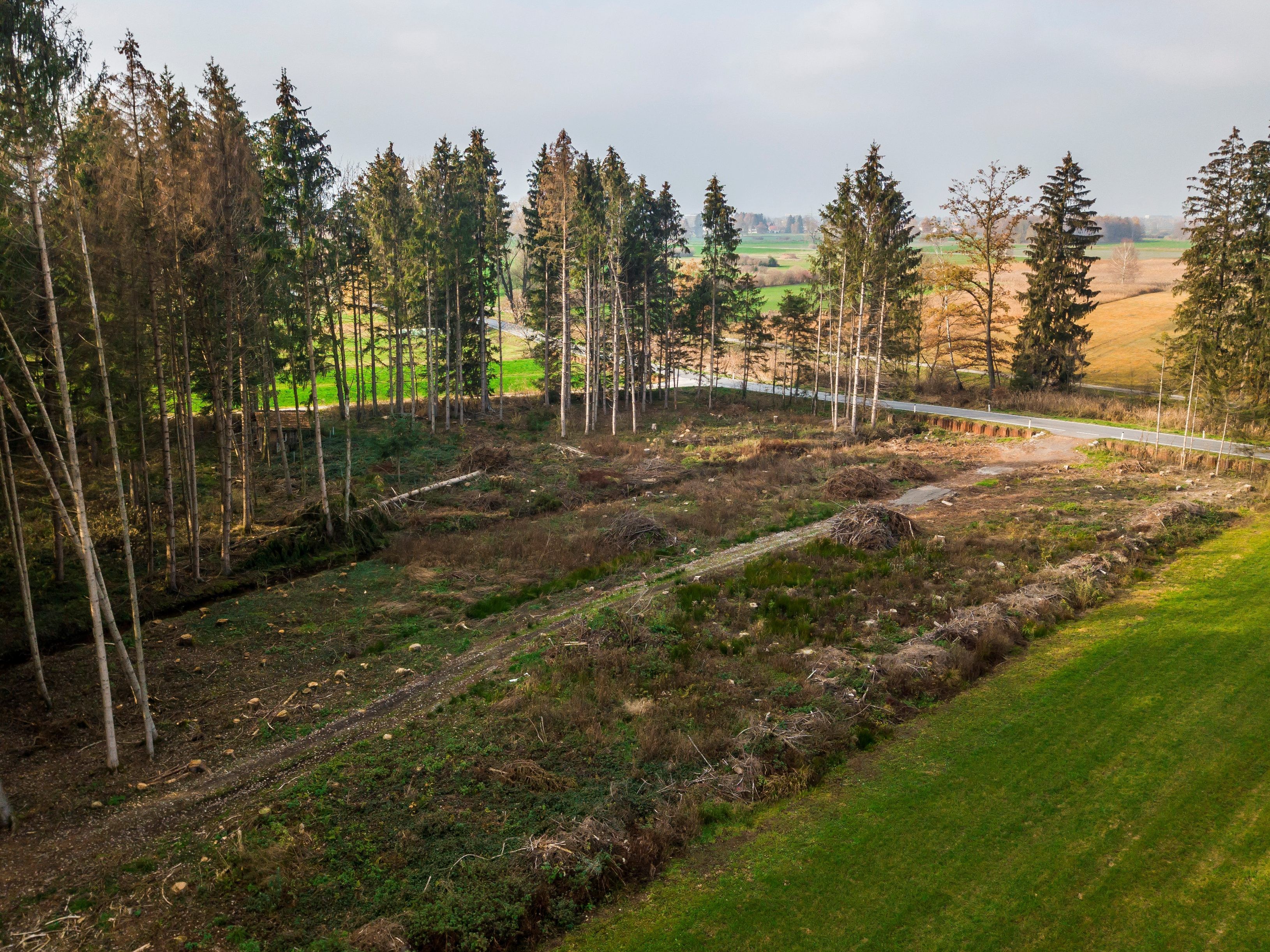 Was von einem Wald übrig blieb: Im Ried verschwanden in den letzten zwei Jahren Hunderte Bäume.