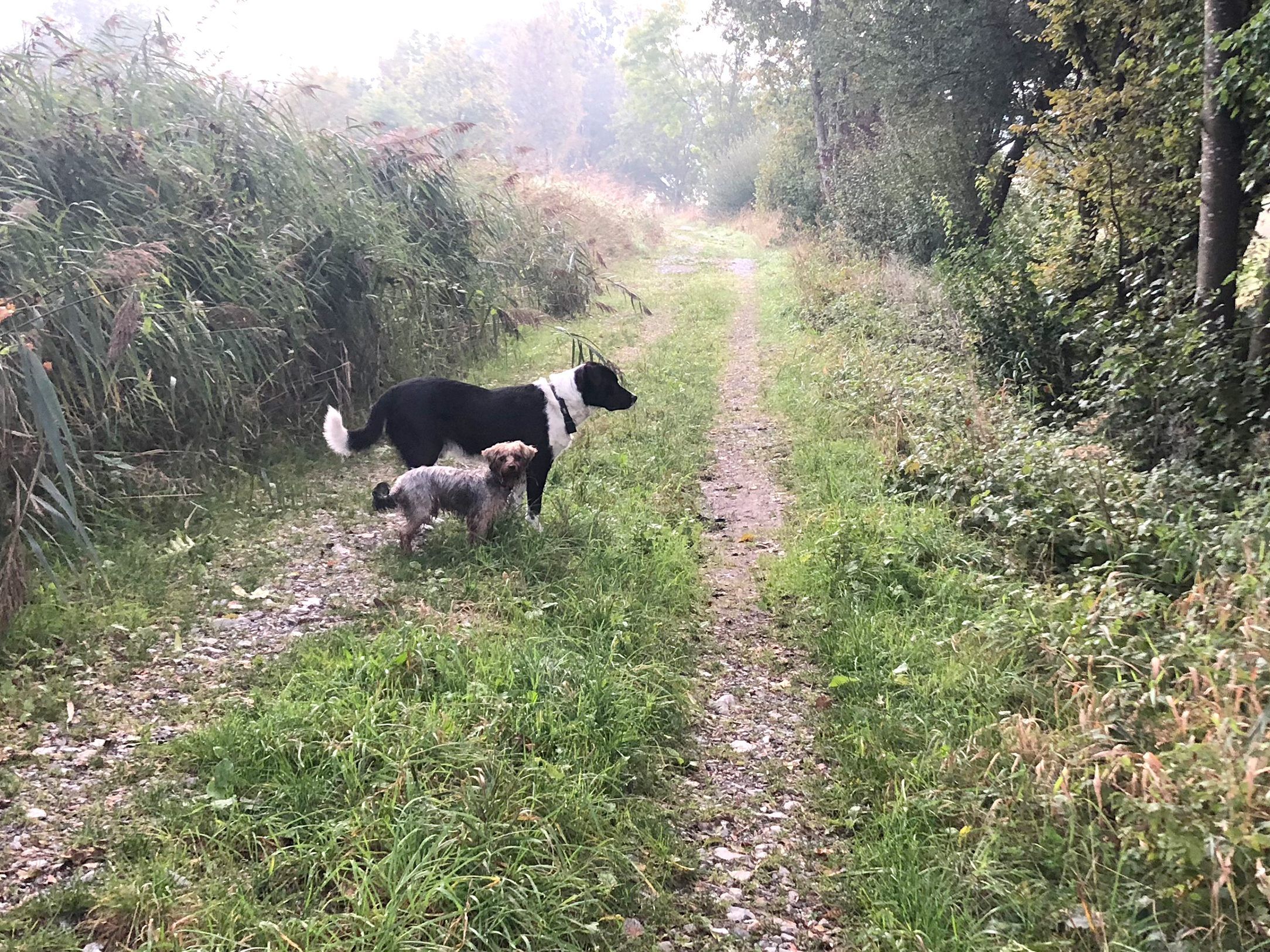 Insgesamt leben derzeit 1811 Hunde in Dornbirn