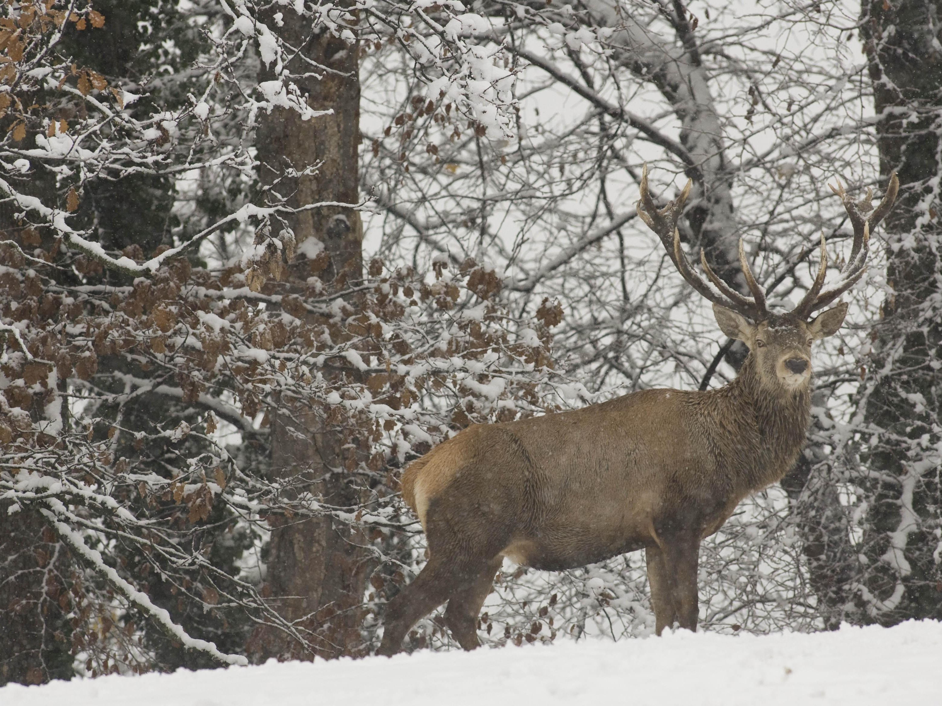 Das Wild in Vorarlberg kämpft derzeit ums Überleben.