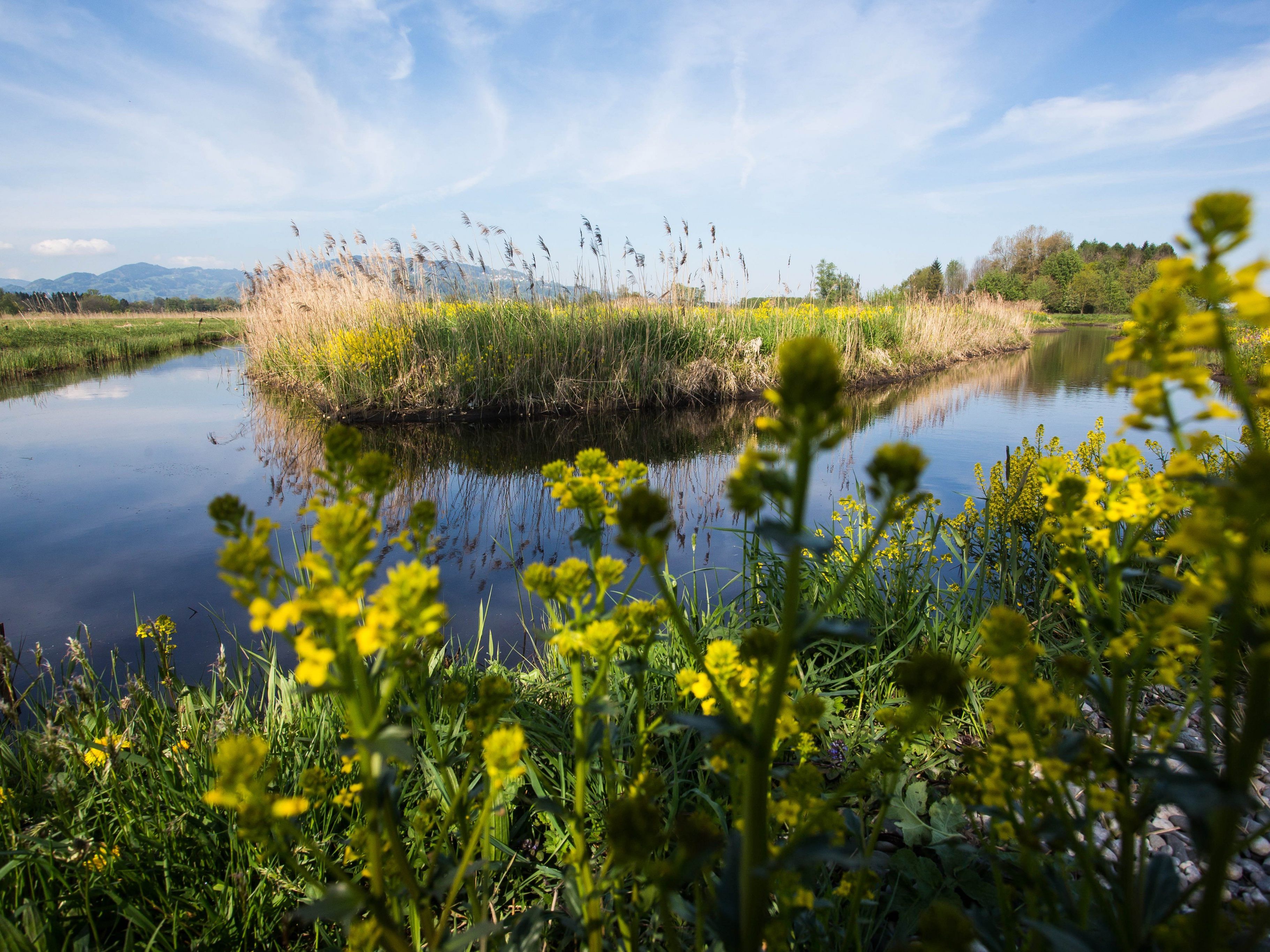 Seit rund 20 Jahren ist das Lauteracher Ried als Landschaftsschutzgebiet geschützt.