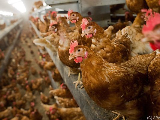 EU-weit  werden fast 211,3 Mio. Legehennen in Käfigen gehalten