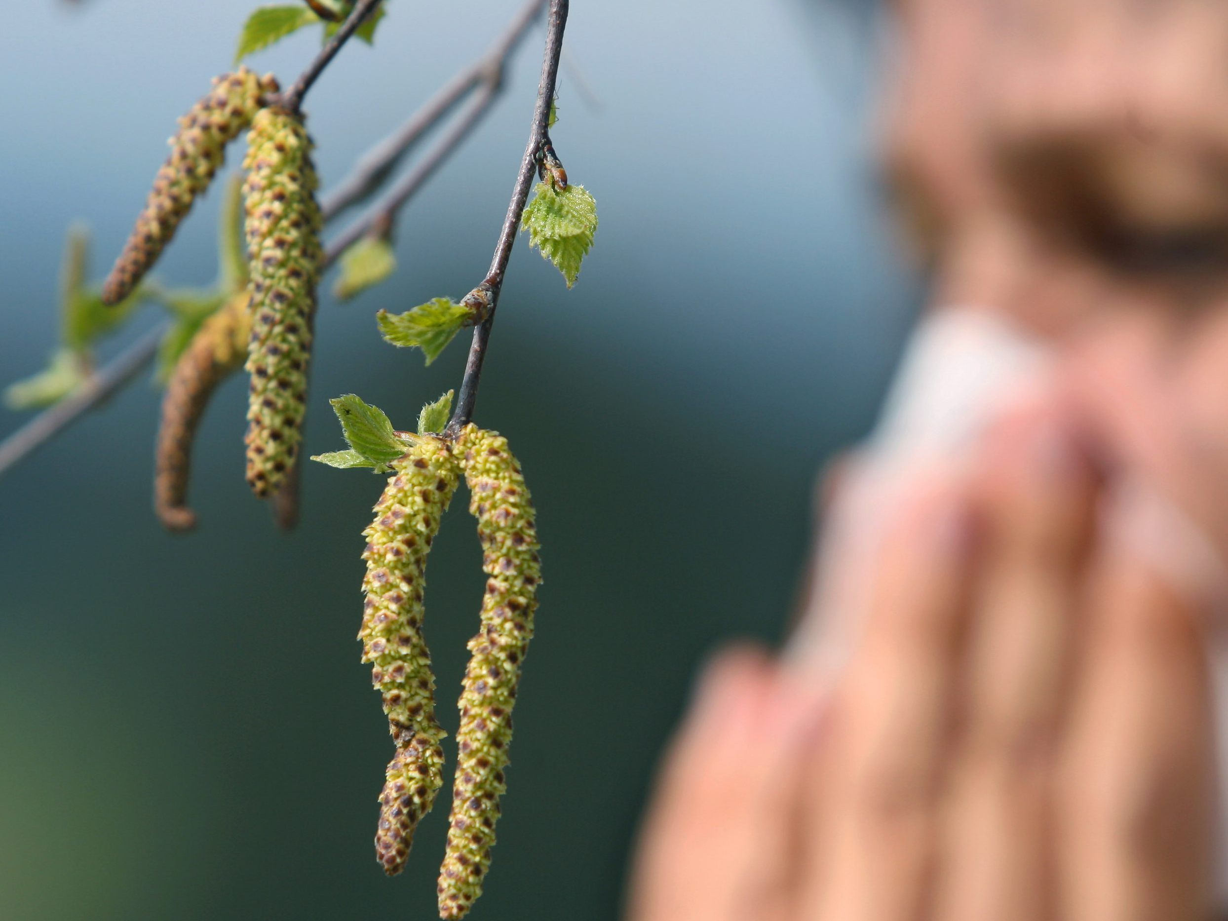 Für Allergiker geht die Pollen-Saison heuer besonders früh los.
