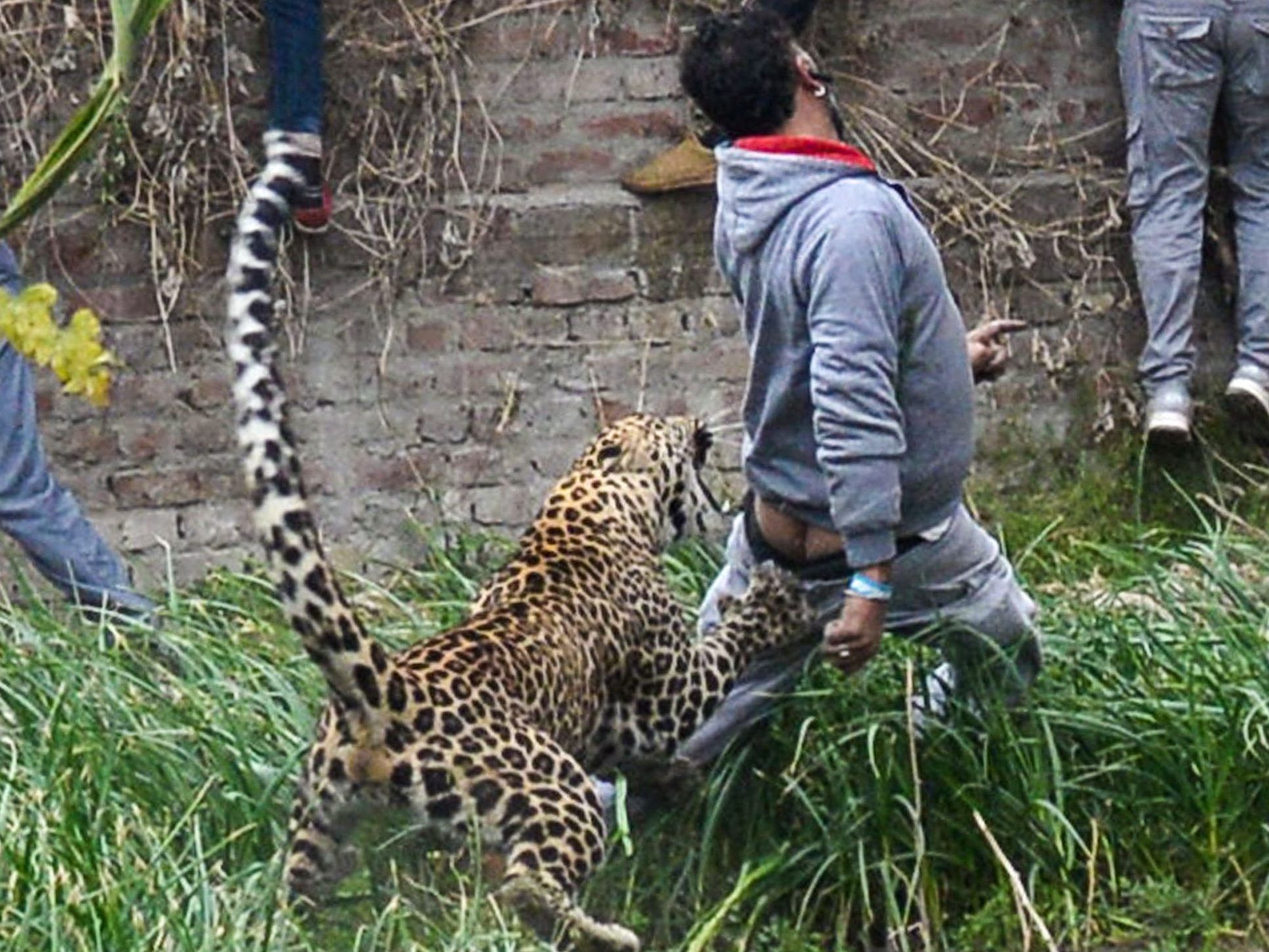 Das Tier machte Jagd auf Schaulustige.