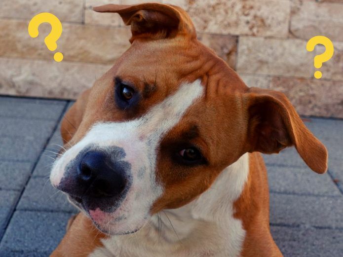 ist Listenhund Vito wirklich ein gefährlicher Vierbeiner?