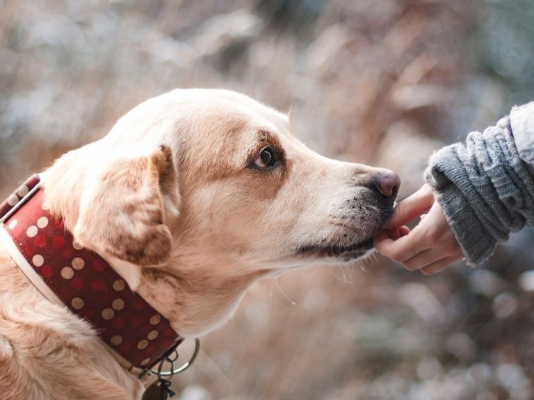 Das sollten Sie tun, wenn ihr Hund Gift gefressen hat.