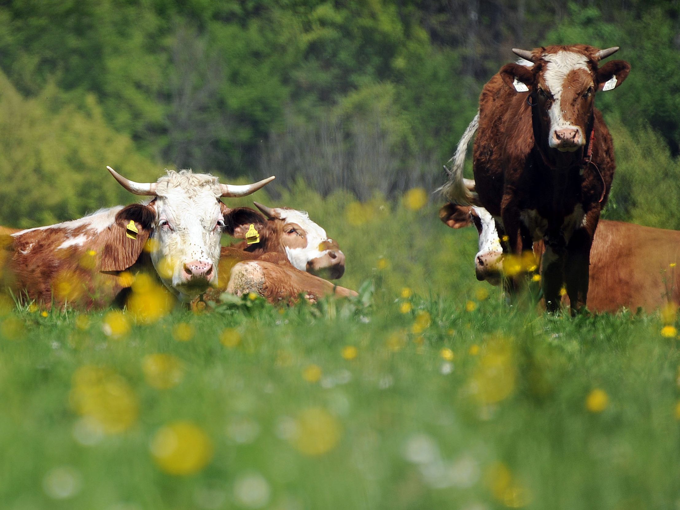 Zwei Höfe gesperrt, bei weiterem wurden sämtliche Tiere sondergeschlachtet