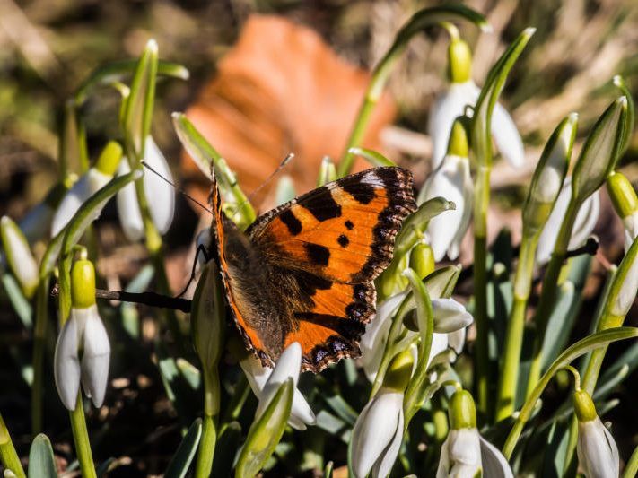 Der Frühlingsanfang bringt viel Sonnenschein und Temperaturen bis zu 20 Grad.