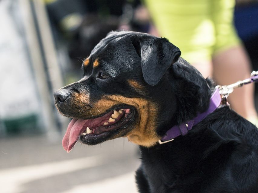Rottweiler gehören unter anderem zu den Listenhunden.