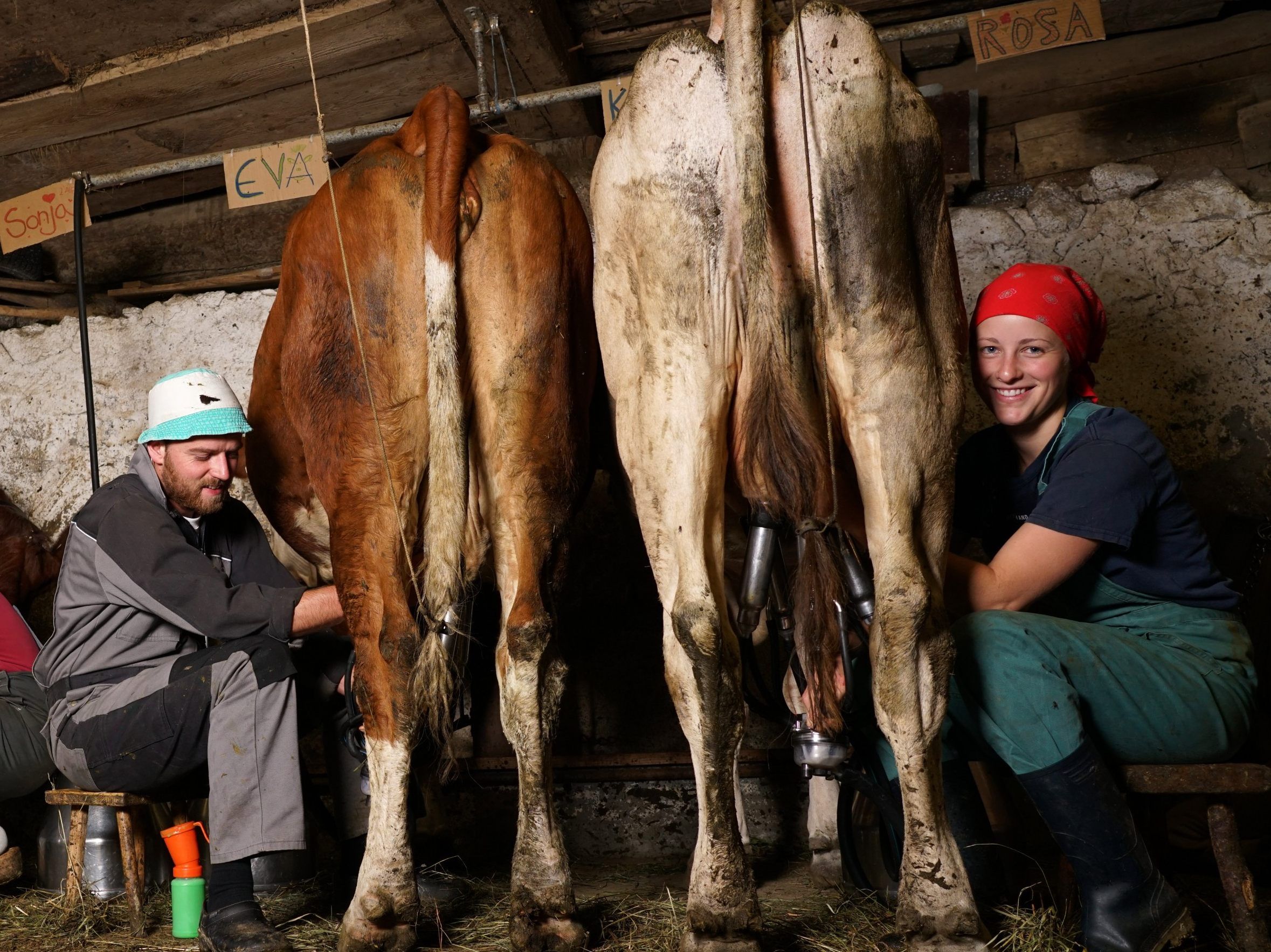 Der Grüne Landwirtschaftssprecher unterstützt die Forderung nach einem Reinheitsgebot für Milch.